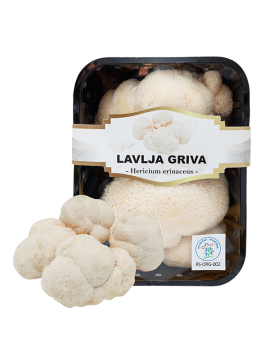 LAVLJA GRIVA